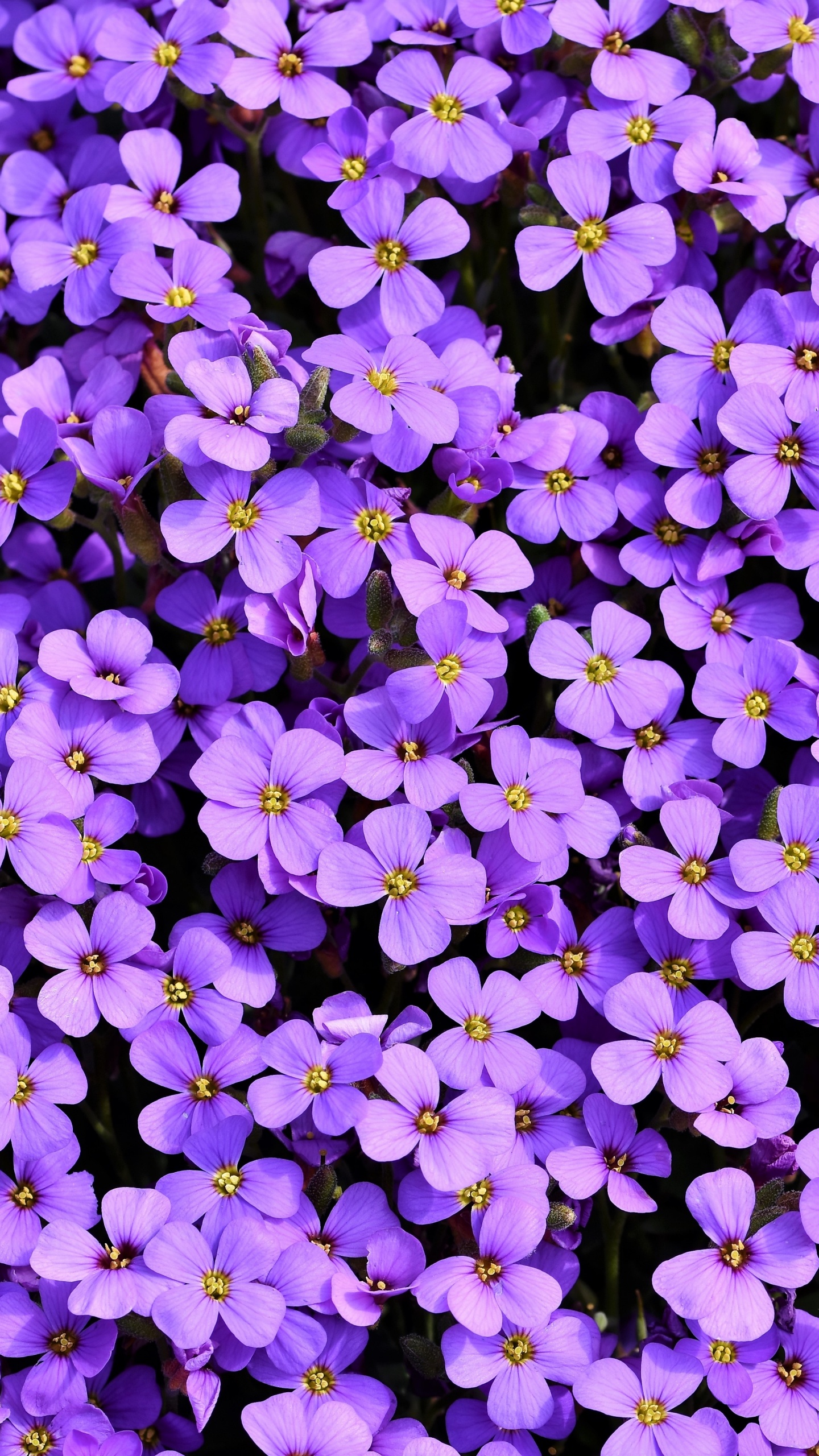 Detail Violet Flower Background Nomer 36