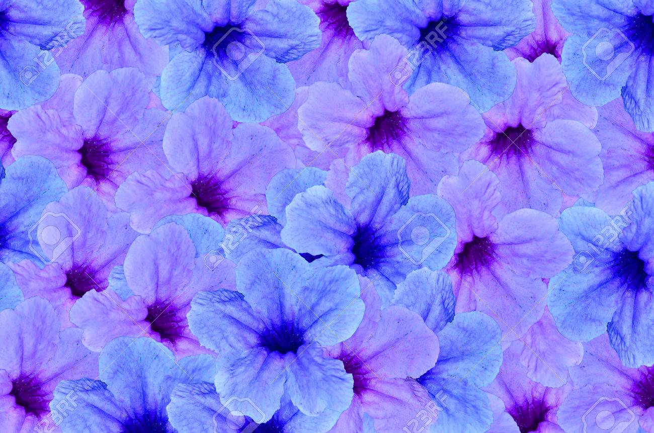 Detail Violet Flower Background Nomer 45