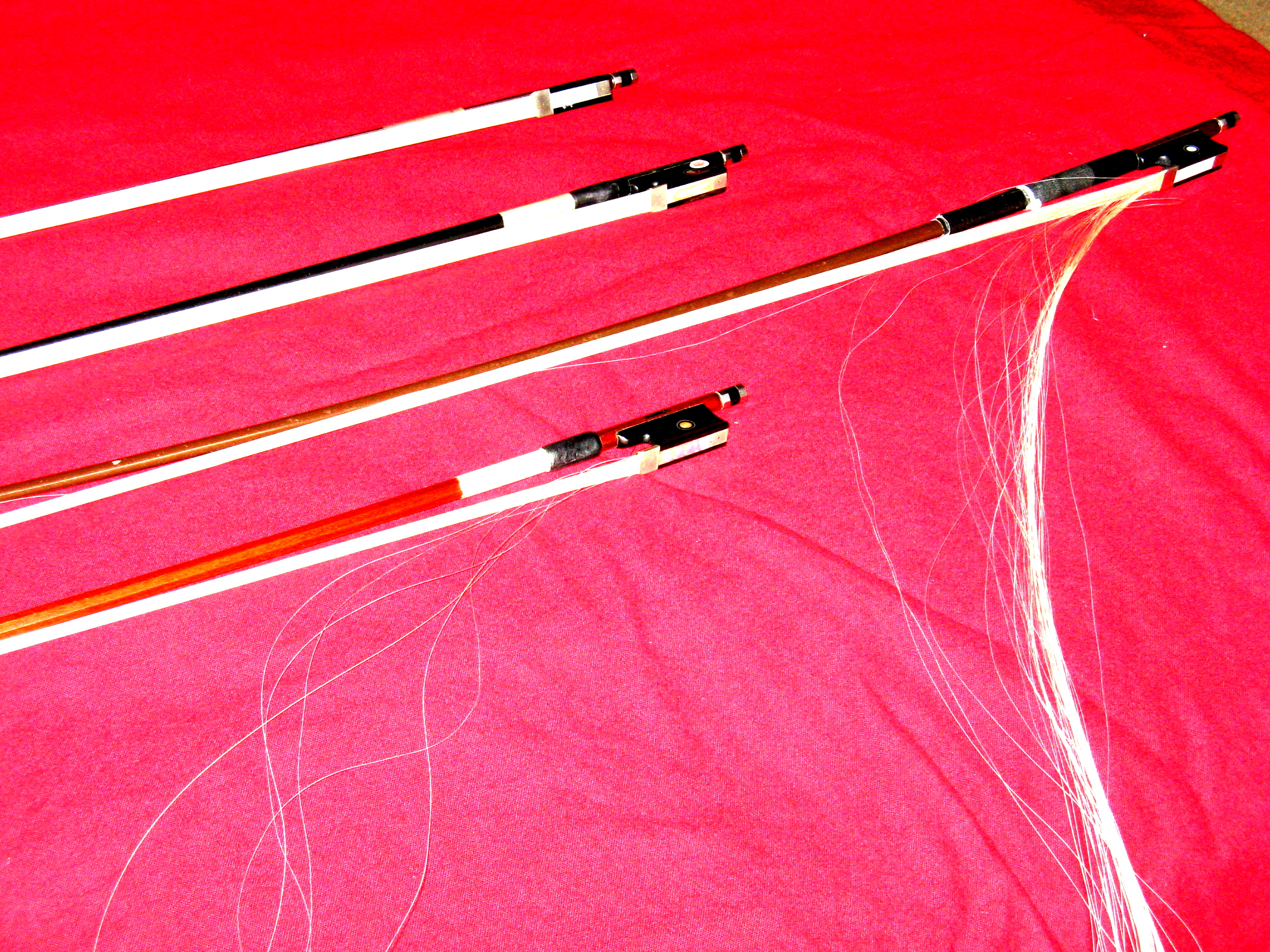 Detail Violin Bow Bugs Nomer 14