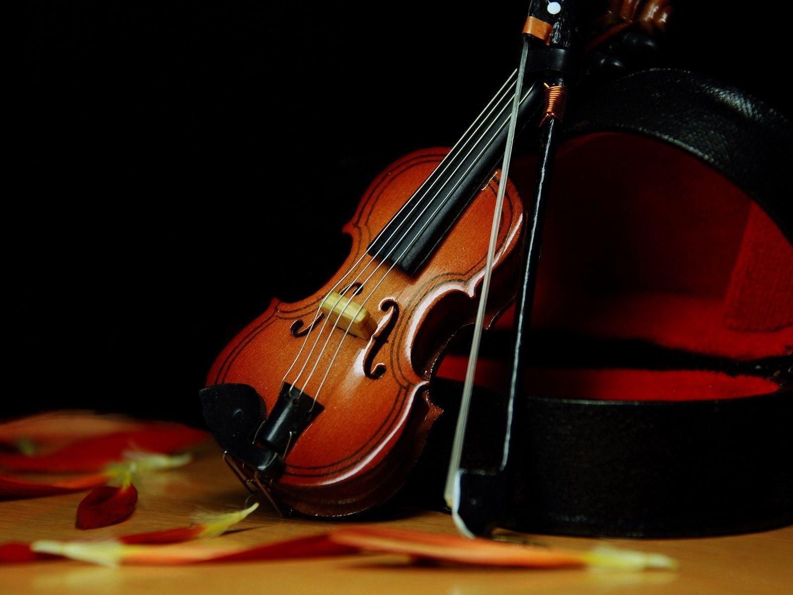 Detail Violin Images Free Download Nomer 11