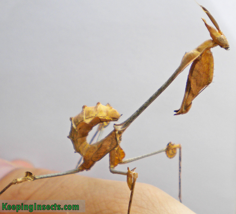 Detail Violin Mantis Nomer 2