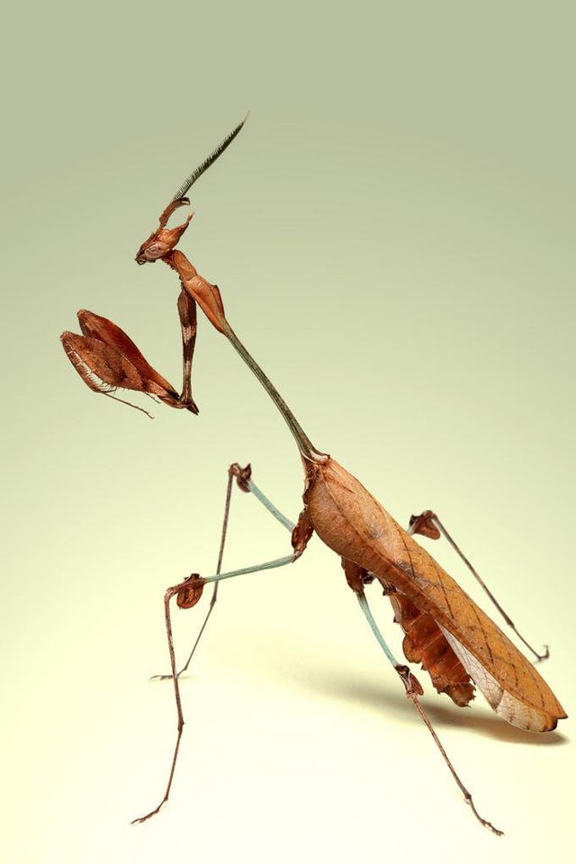 Detail Violin Mantis Nomer 12