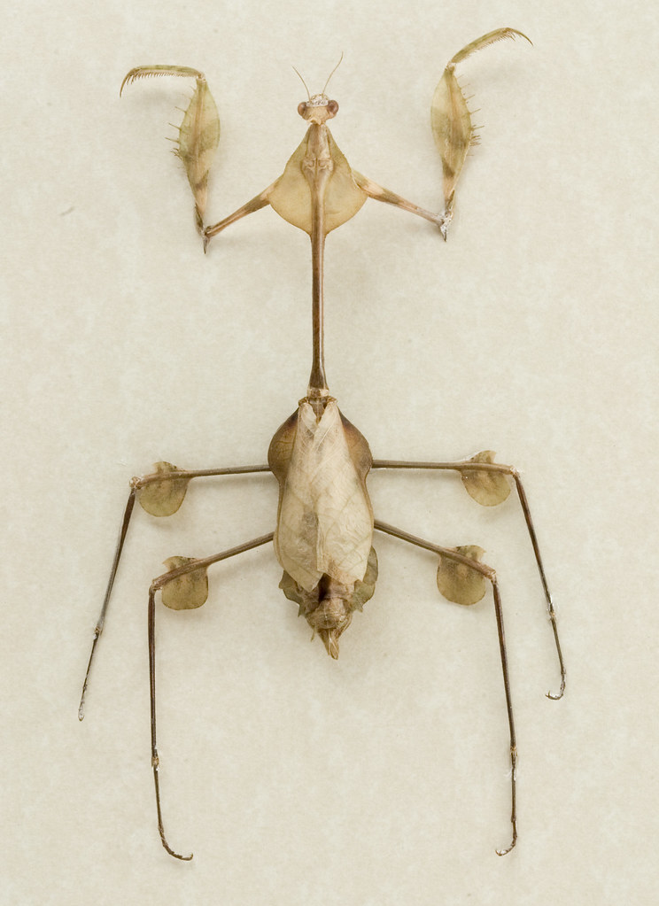 Detail Violin Mantis Nomer 14