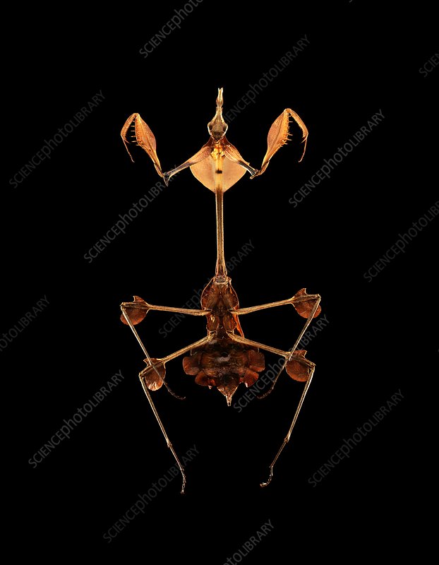 Detail Violin Mantis Nomer 25