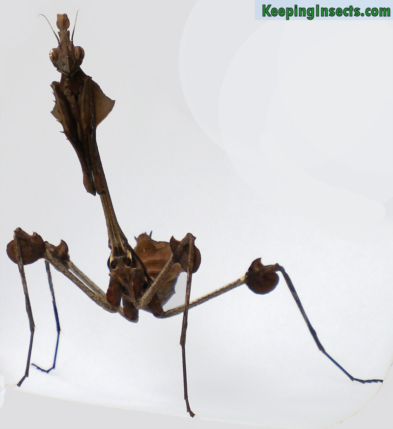 Detail Violin Mantis Nomer 4