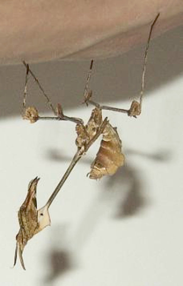 Detail Violin Mantis Nomer 36
