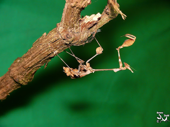 Detail Violin Mantis Nomer 48