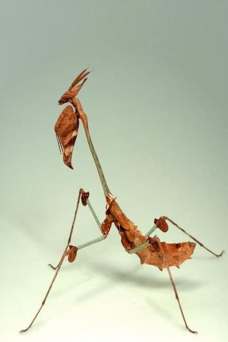 Detail Violin Mantis Nomer 6