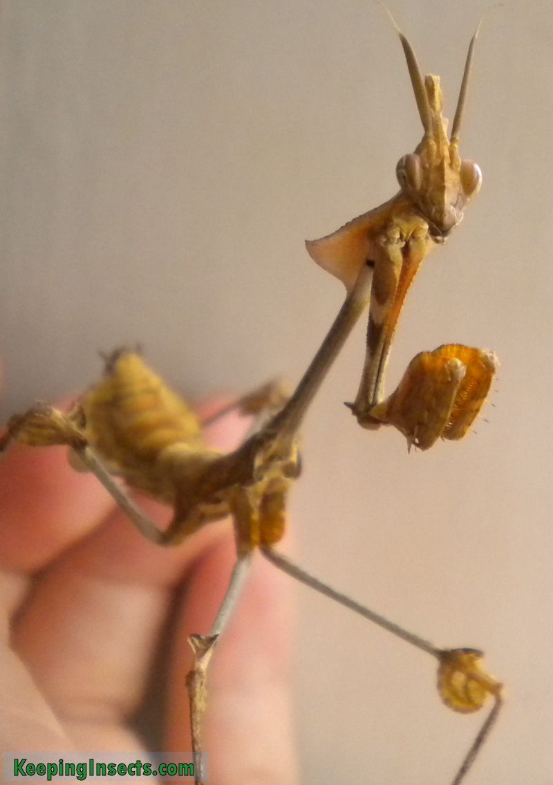 Detail Violin Mantis Nomer 7