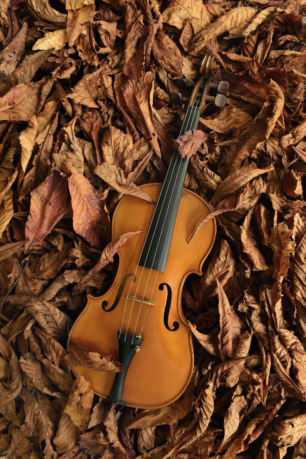 Detail Violin Wallpaper Nomer 4