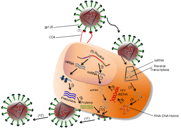 Detail Virus Hiv Png Nomer 24