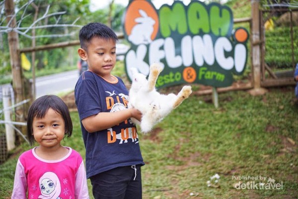 Detail Rumah Kelinci Tawangmangu Nomer 13