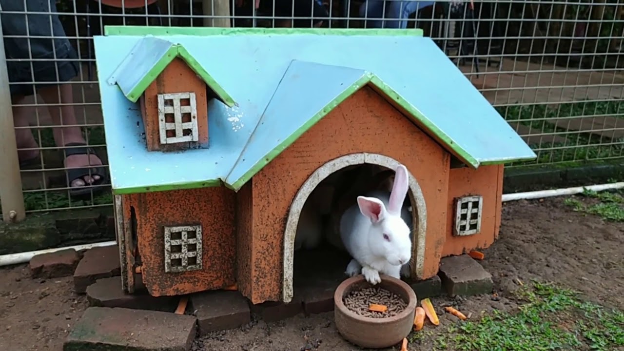 Detail Rumah Kelinci Tawangmangu Nomer 28
