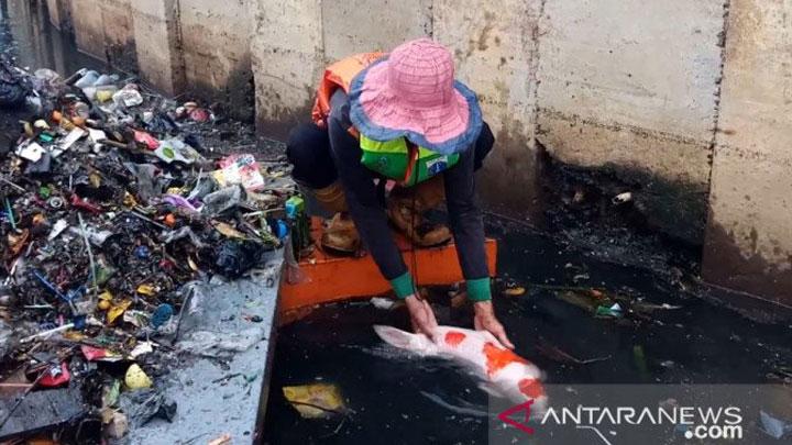 Detail Rumah Koi Jakarta Nomer 18