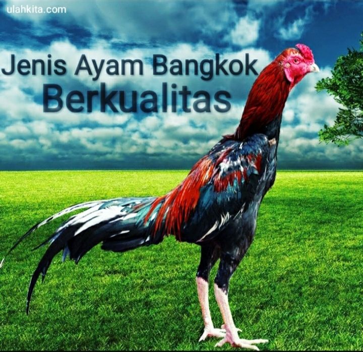 Detail Voto Ayam Bangkok Nomer 18