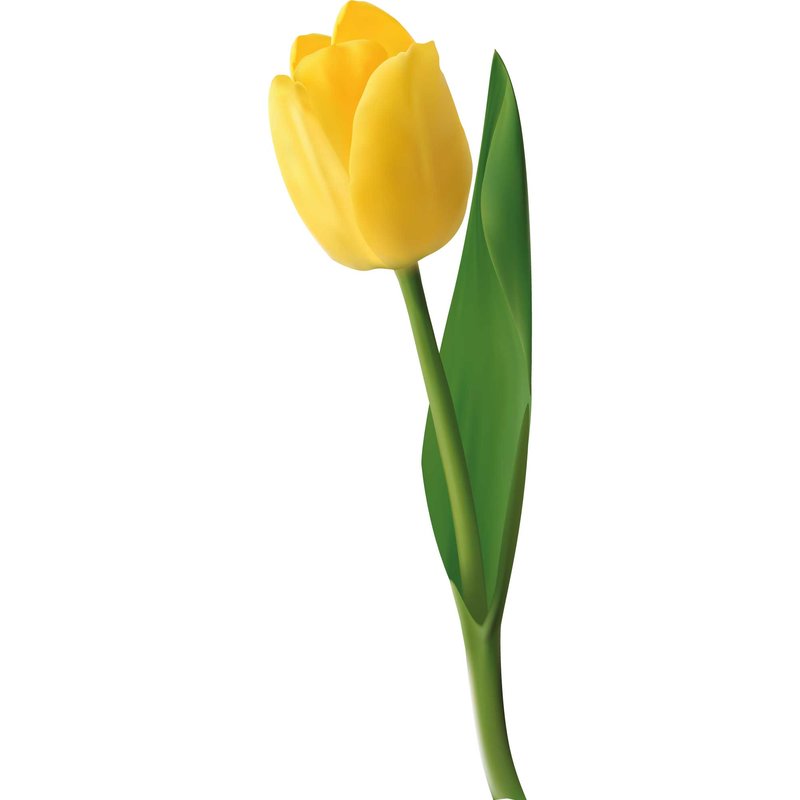 Detail Alles Gute Zum Geburtstag Tulpen Nomer 25