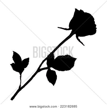 Black Rose Love - KibrisPDR