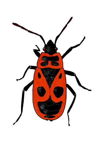 Blutsaugender Schmetterling - KibrisPDR