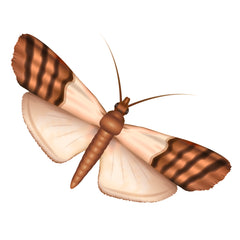 Detail Blutsaugender Schmetterling Nomer 6