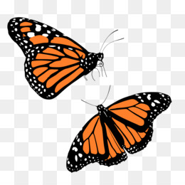 Detail Blutsaugender Schmetterling Nomer 9