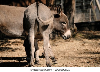 Detail Donkey Photo Nomer 47