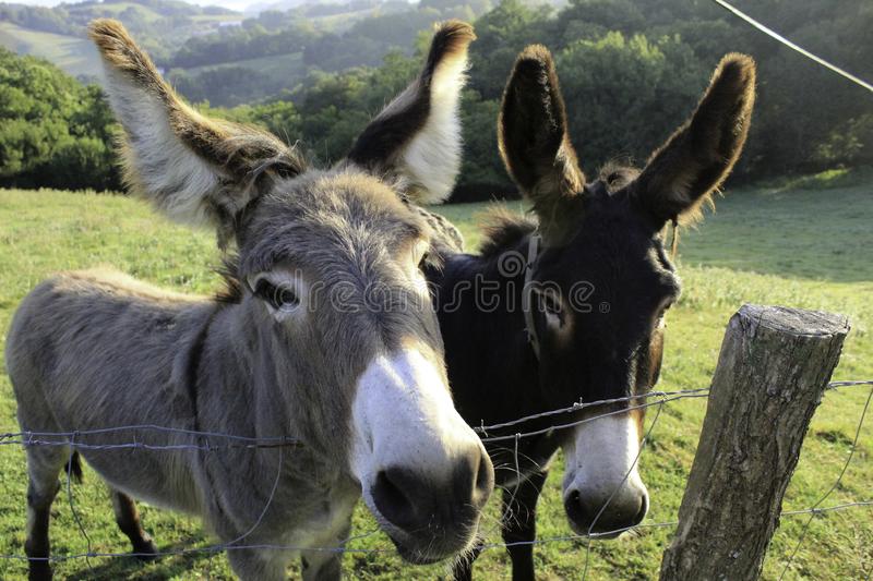 Detail Donkey Photos Free Nomer 37