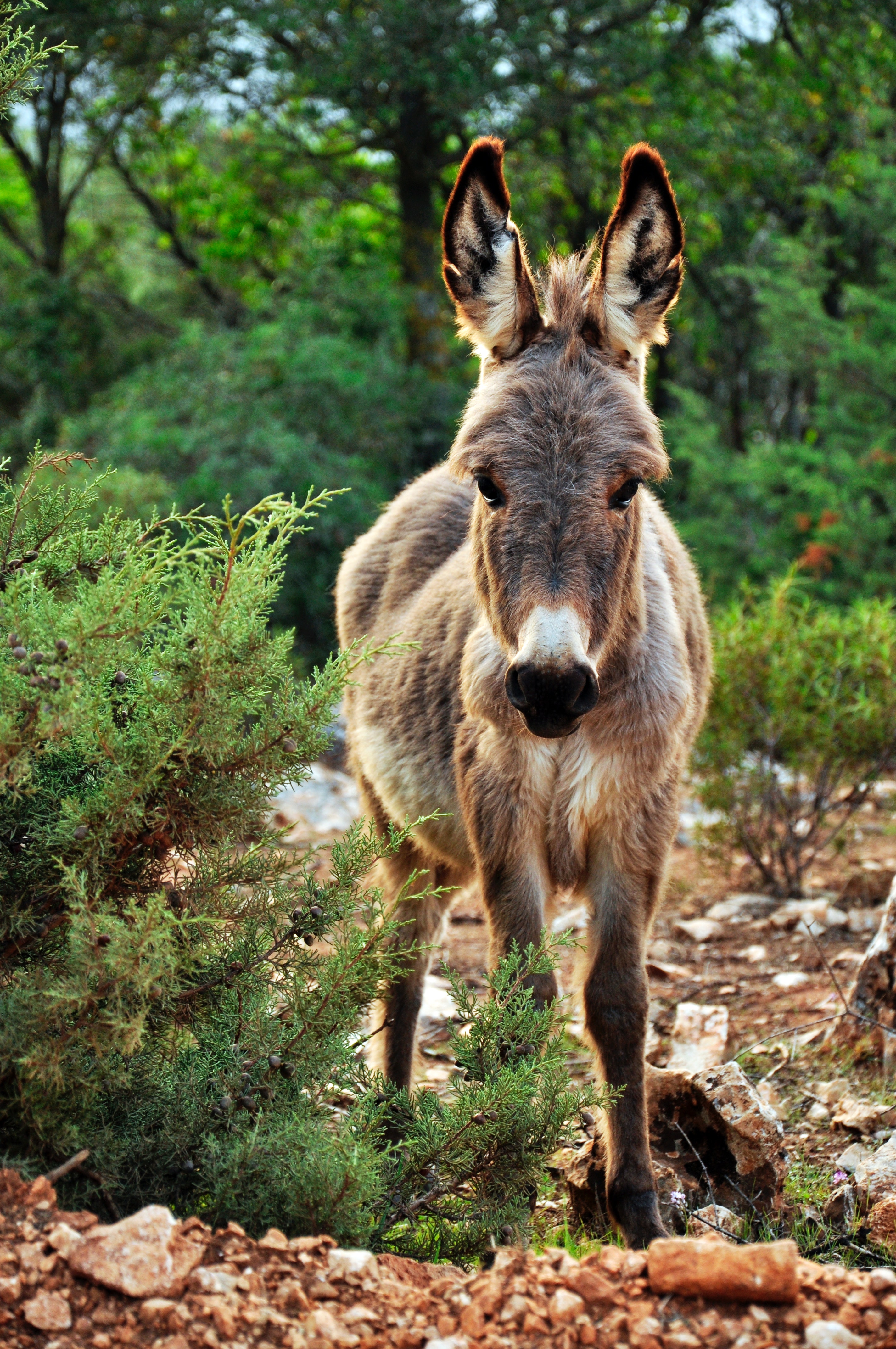 Detail Donkey Pics Download Nomer 12