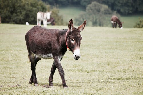 Detail Donkey Pics Download Nomer 20