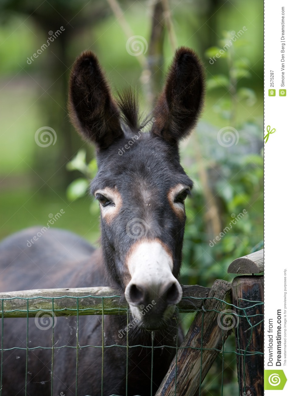 Detail Donkey Pics Download Nomer 26