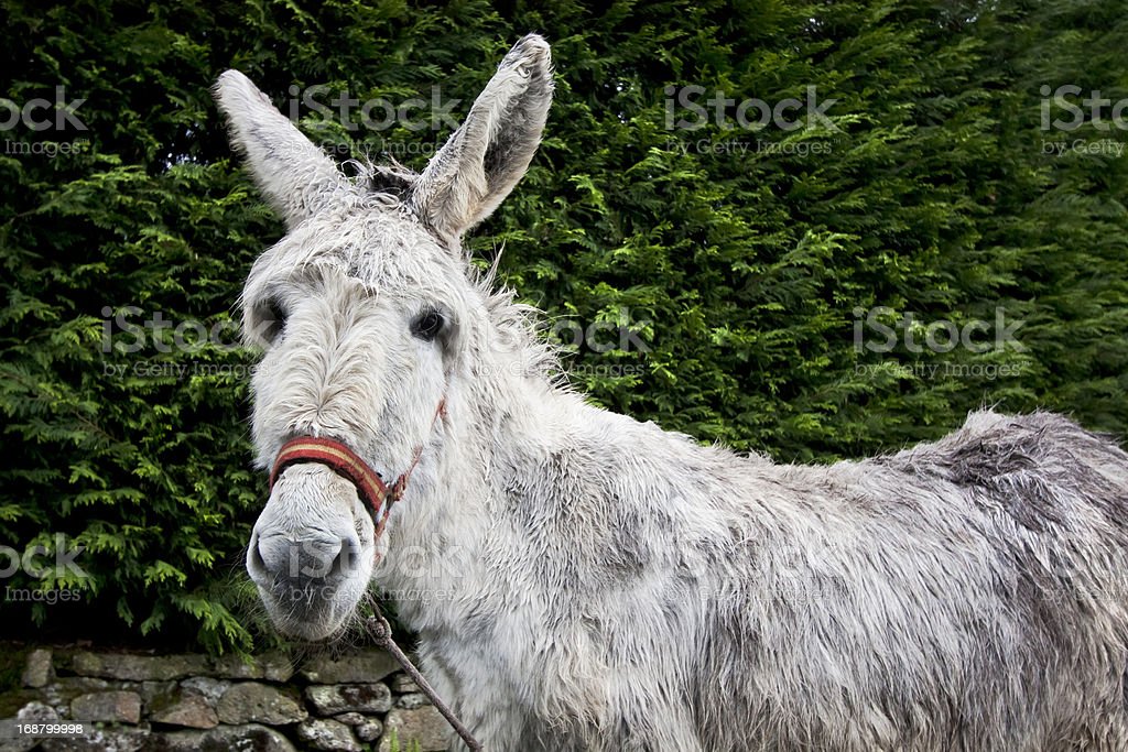 Detail Donkey Pics Download Nomer 27