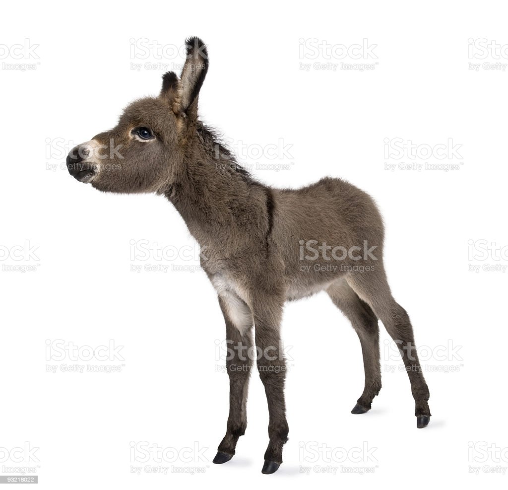 Detail Donkey Pics Download Nomer 39