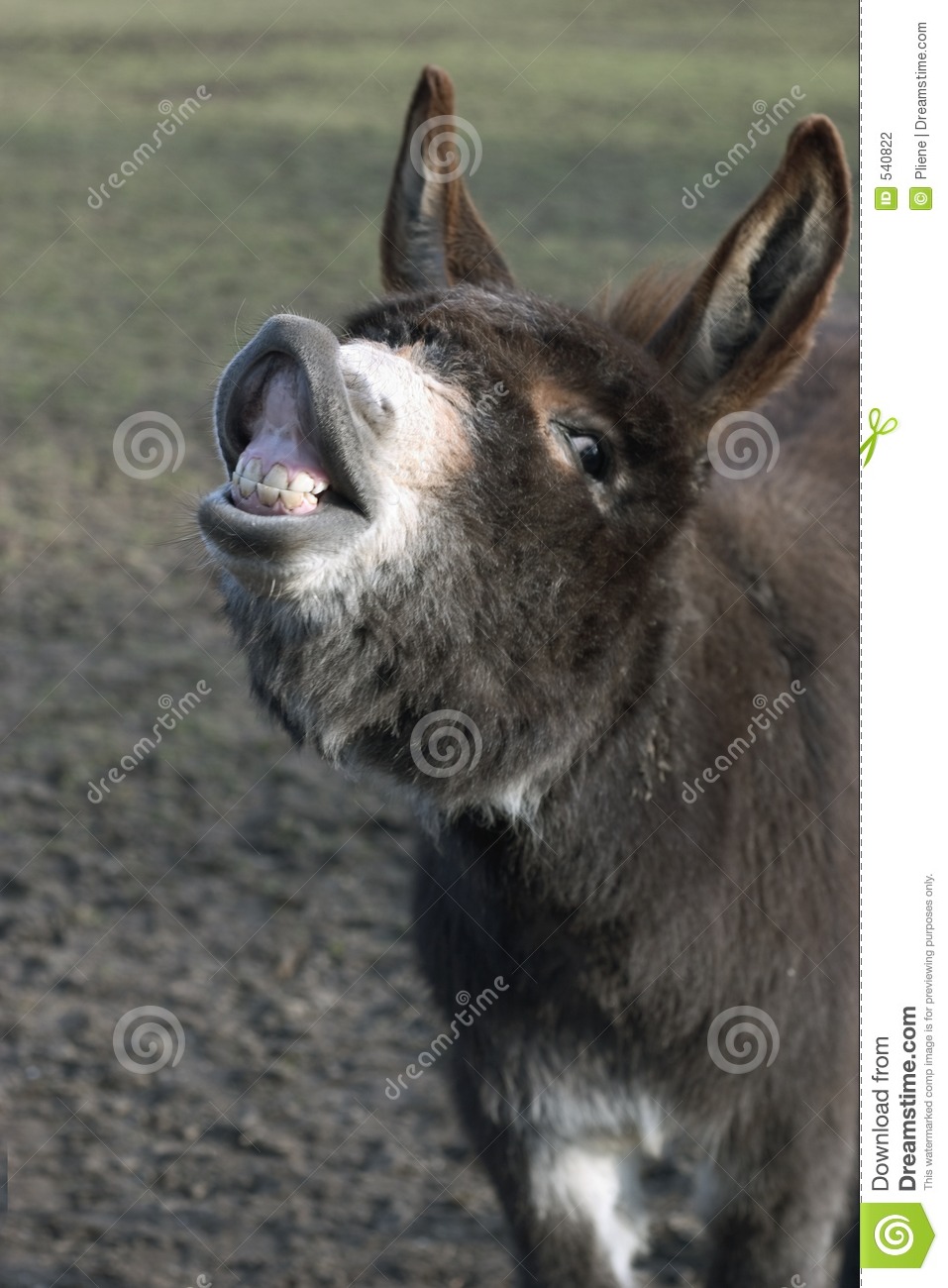 Detail Donkey Pics Download Nomer 46