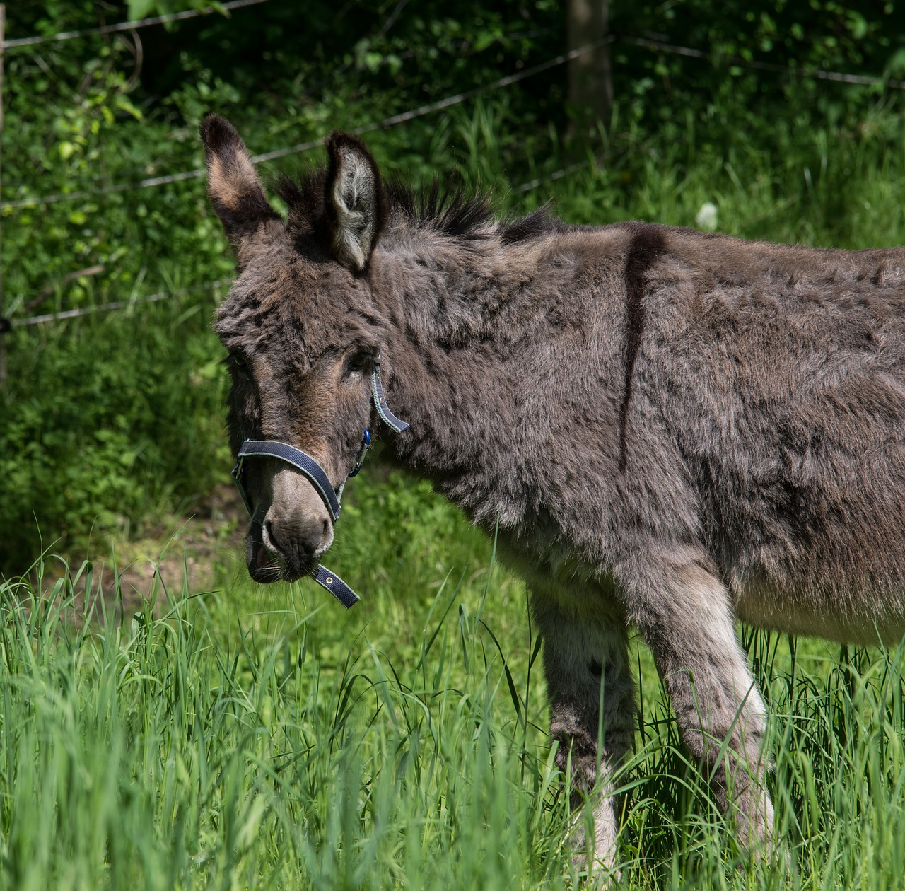 Detail Donkey Pics Download Nomer 48