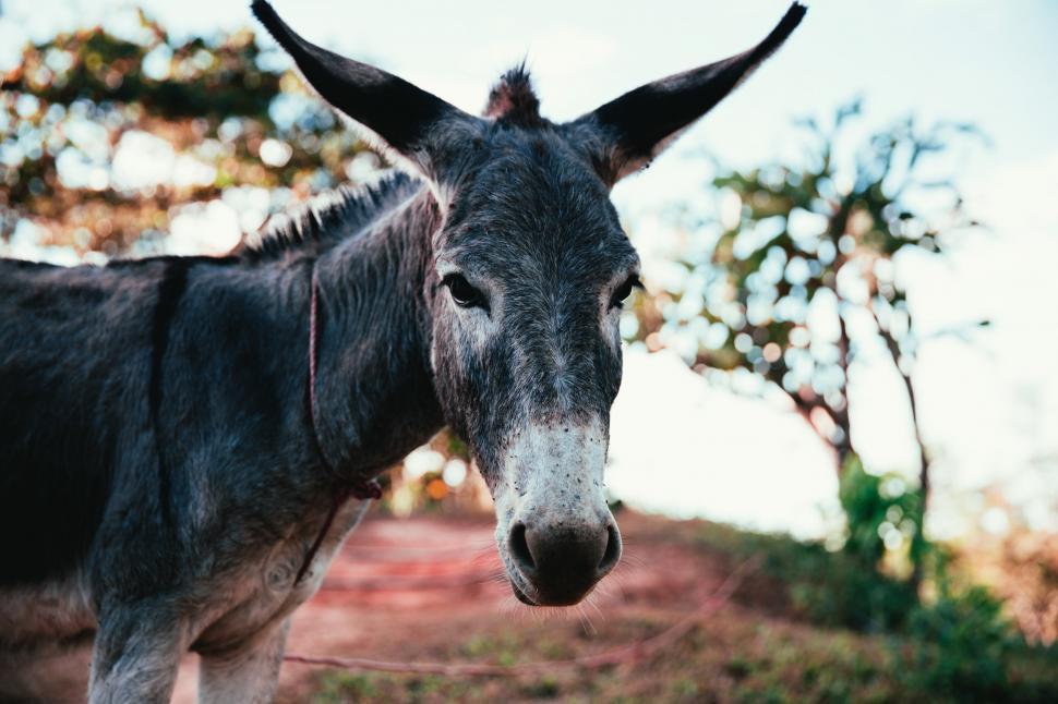 Detail Donkey Pics Download Nomer 54