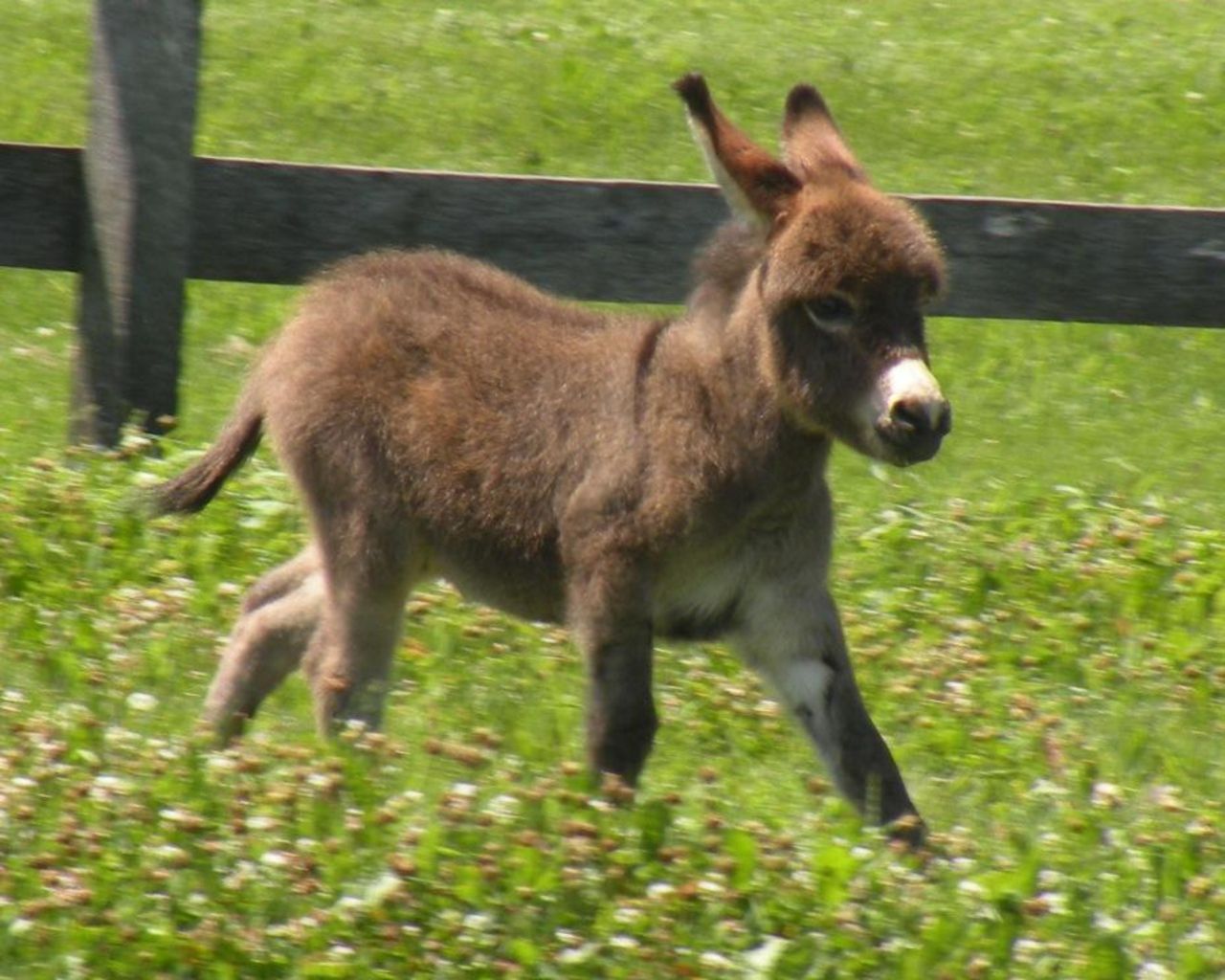 Detail Donkey Pictures Download Nomer 47