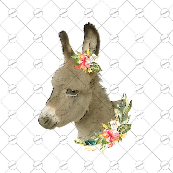 Detail Donkey Pictures Download Nomer 48