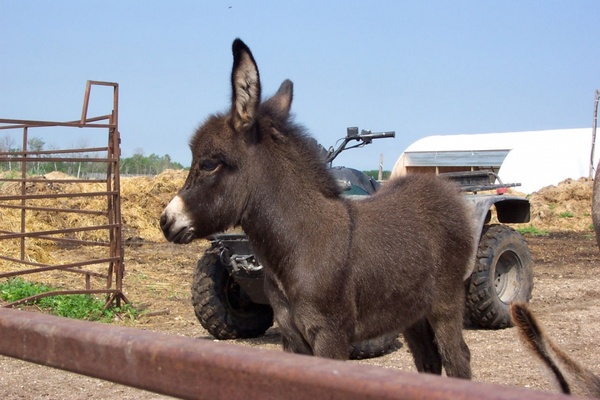 Detail Donkey Pictures Download Nomer 50