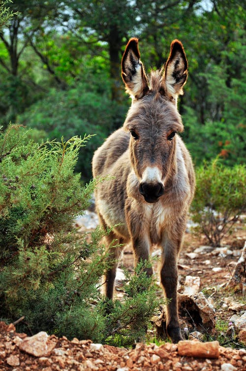 Detail Donkey Pictures Download Nomer 7