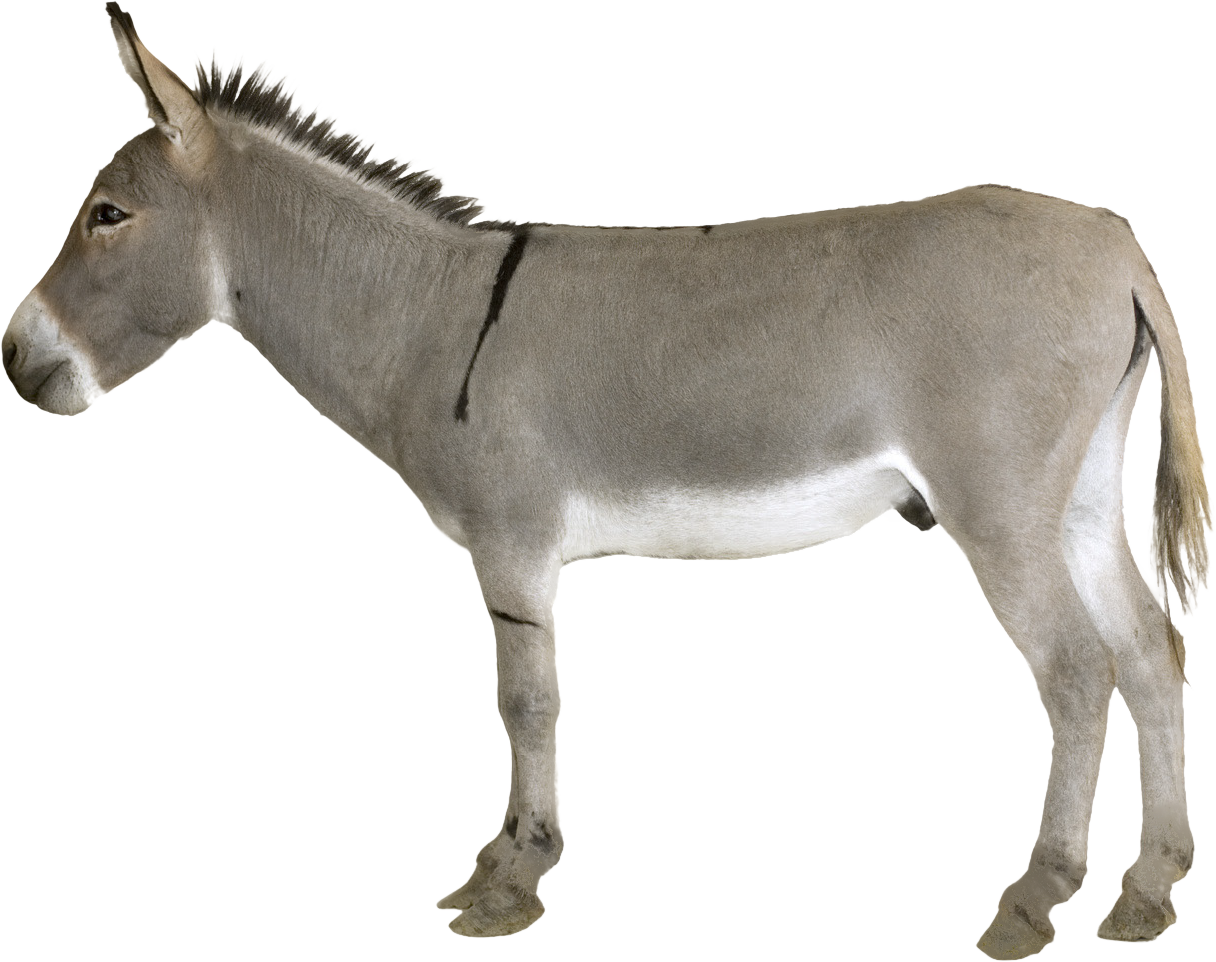 Donkey Png - KibrisPDR