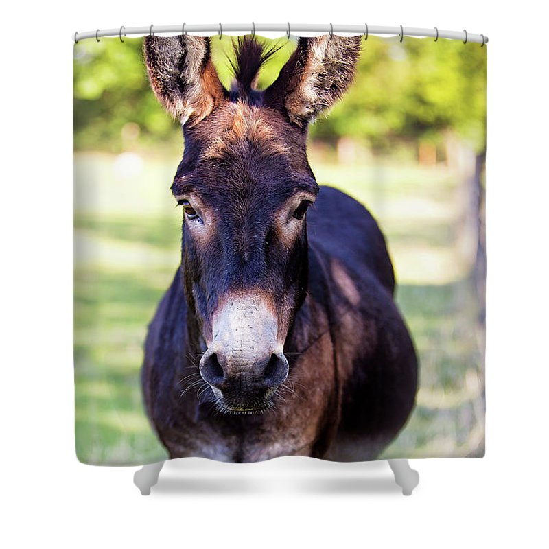 Detail Donkey Shower Curtain Nomer 59