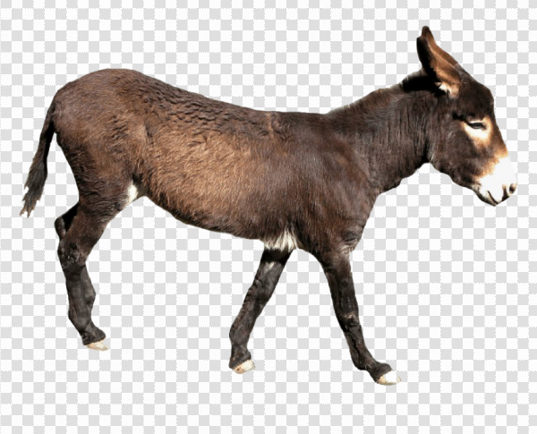 Detail Donkey Transparent Nomer 18