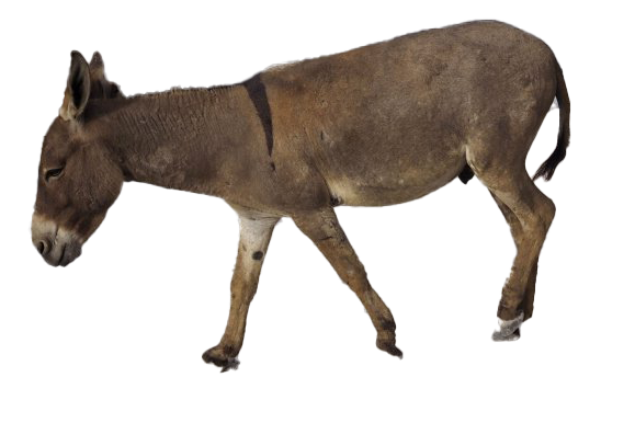 Detail Donkey Transparent Nomer 57