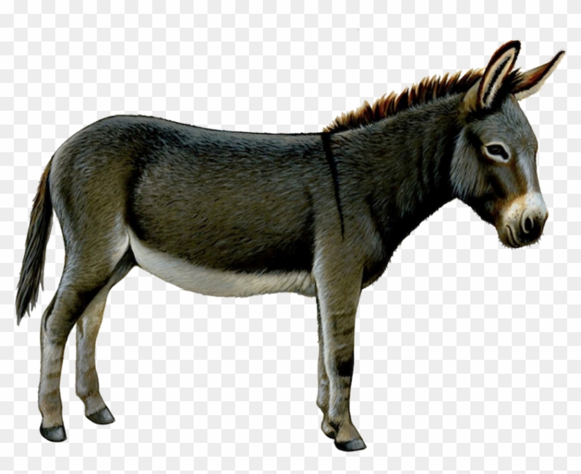 Detail Donkey Transparent Background Nomer 2