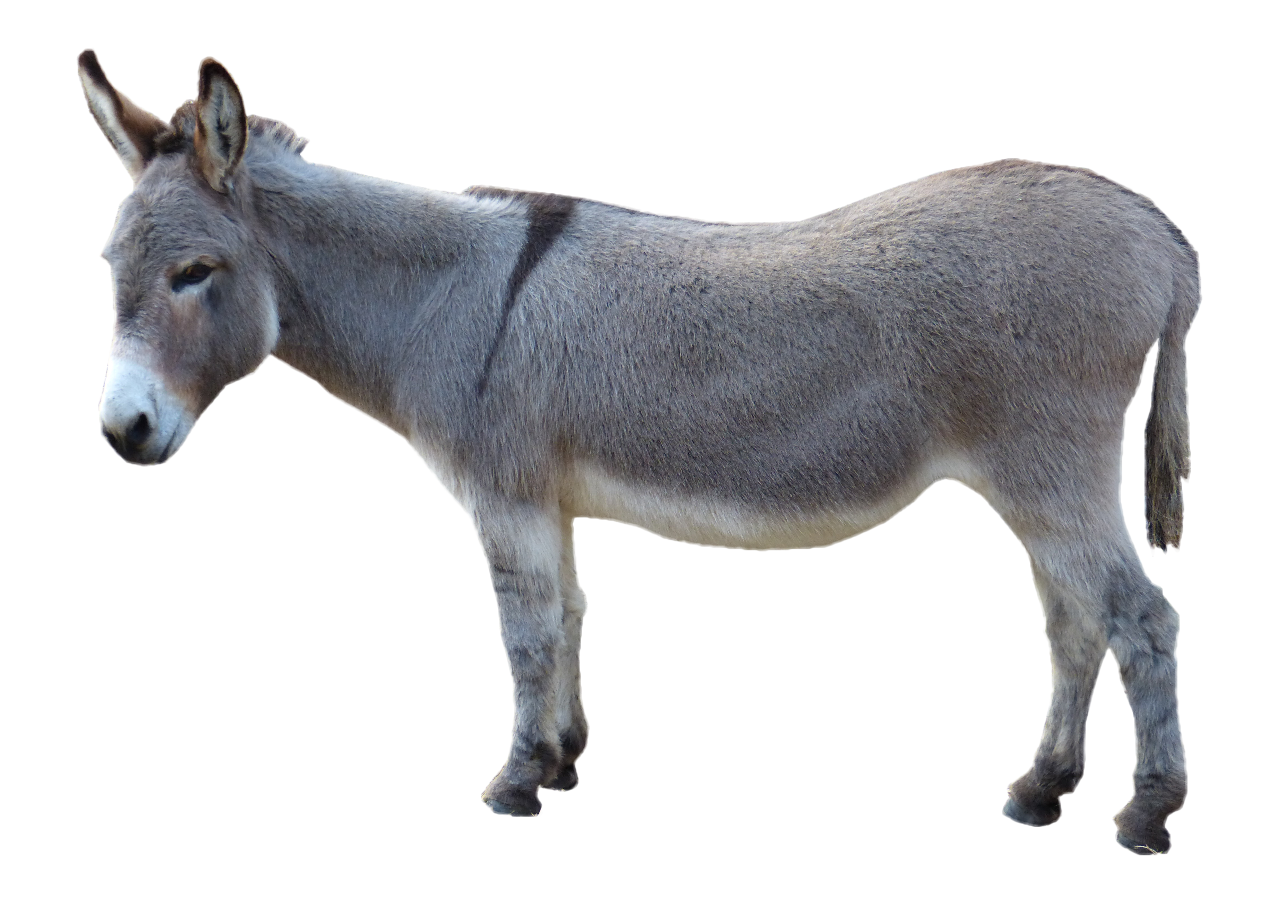 Detail Donkey Transparent Background Nomer 11