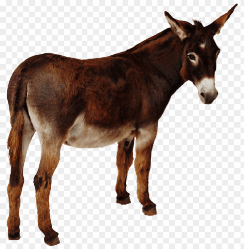 Detail Donkey Transparent Background Nomer 12
