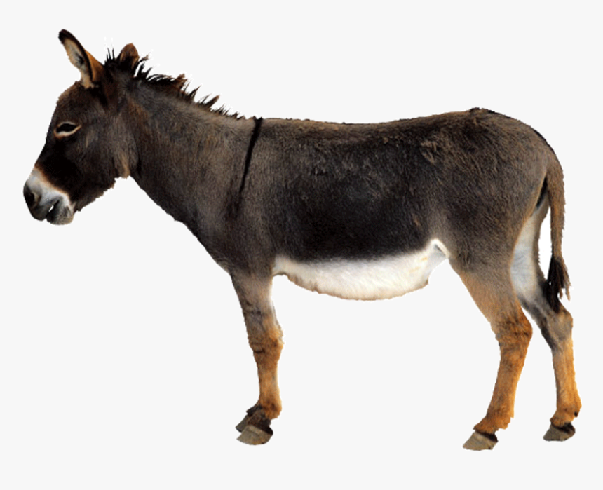 Detail Donkey Transparent Background Nomer 14