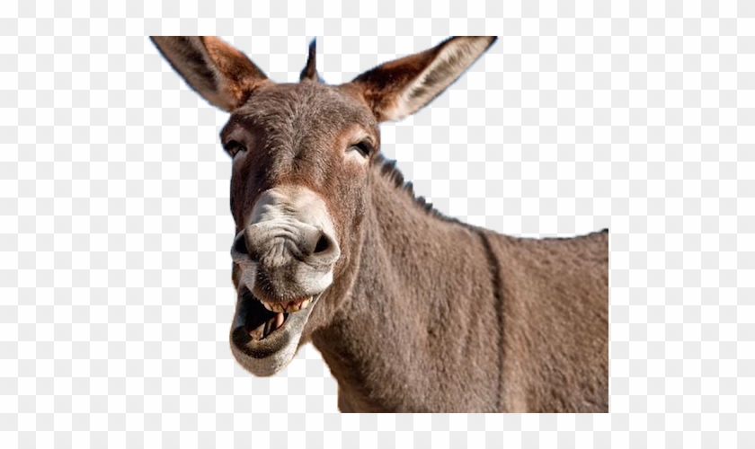 Detail Donkey Transparent Background Nomer 20