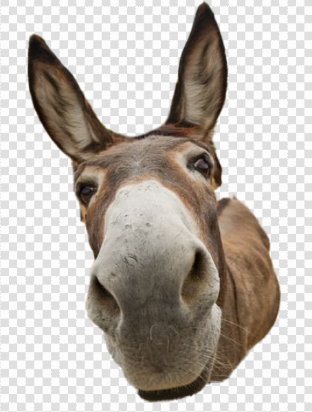 Detail Donkey Transparent Background Nomer 21