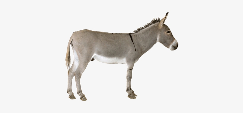 Detail Donkey Transparent Background Nomer 24