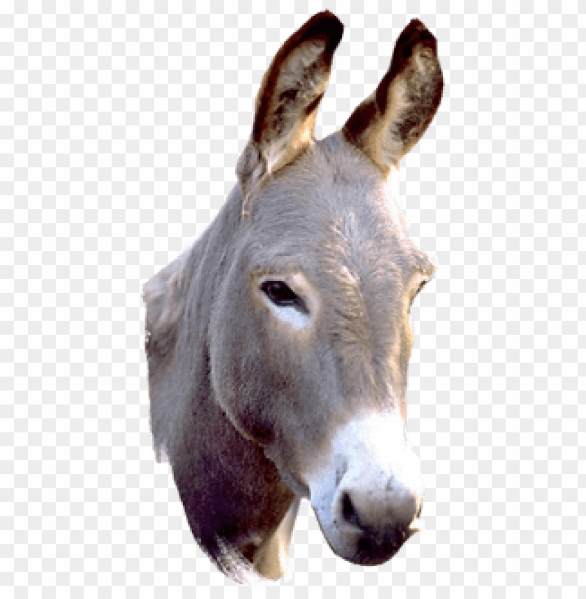 Detail Donkey Transparent Background Nomer 27
